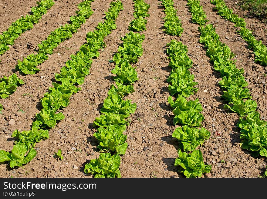 Green salad field