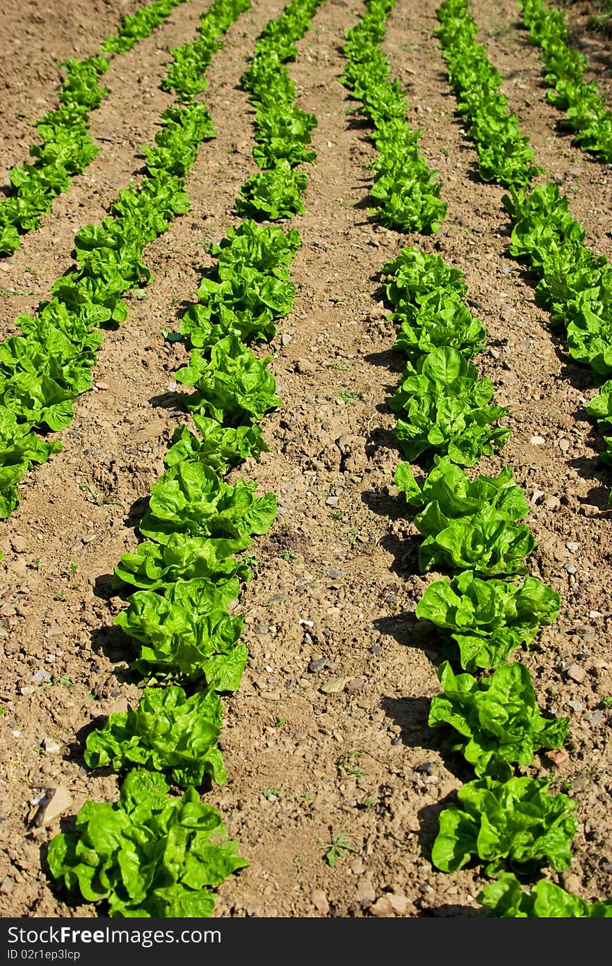 Green salad field