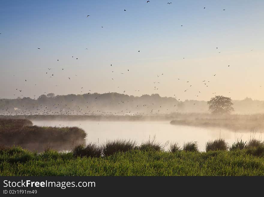 Moring landscape with lots of birds at a lake