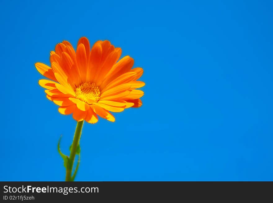 Wild marigold flowers on blue background. Wild marigold flowers on blue background