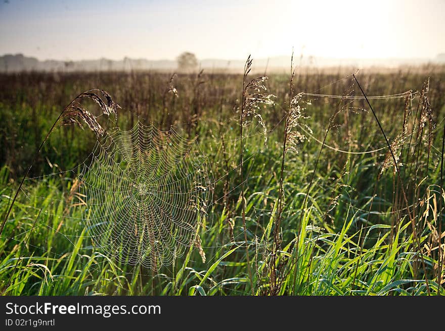 Moring Landscape With Lots Of Birds