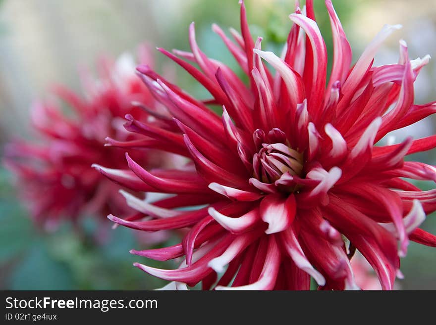 Beautiful flower garden with a blurred background