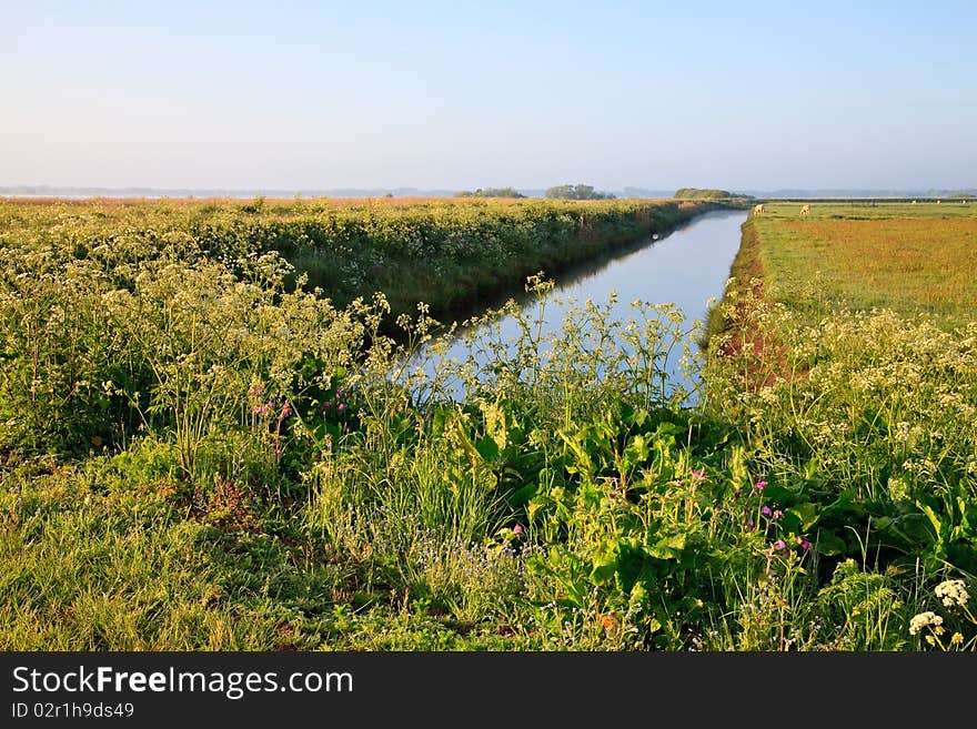 Landscape of farmland with cows in spring time. Landscape of farmland with cows in spring time