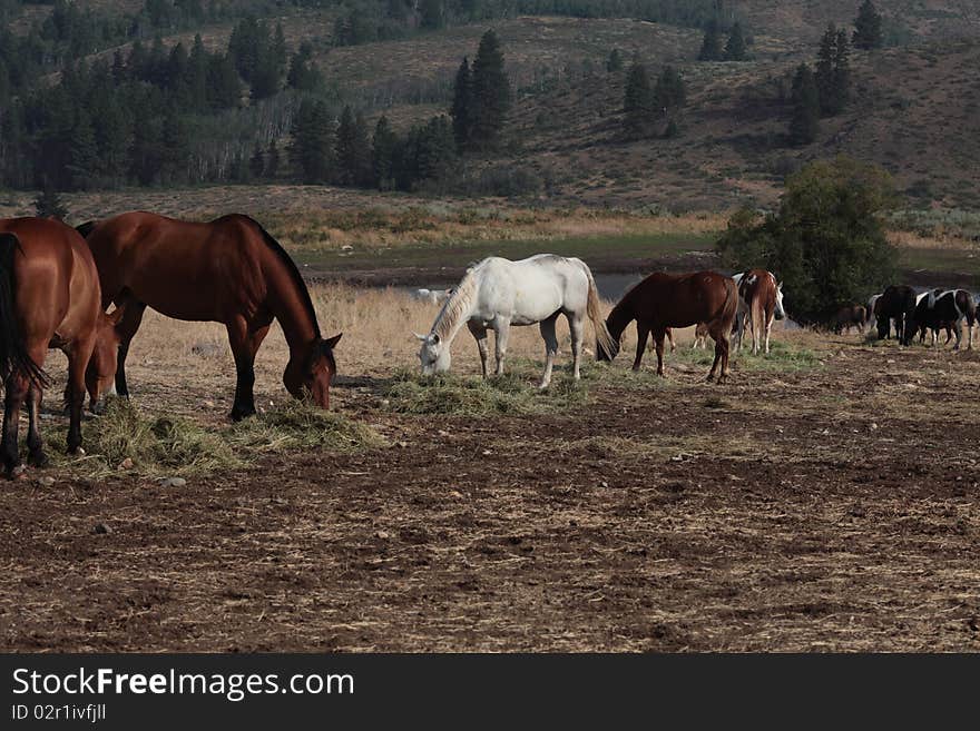 Horses in a field eating