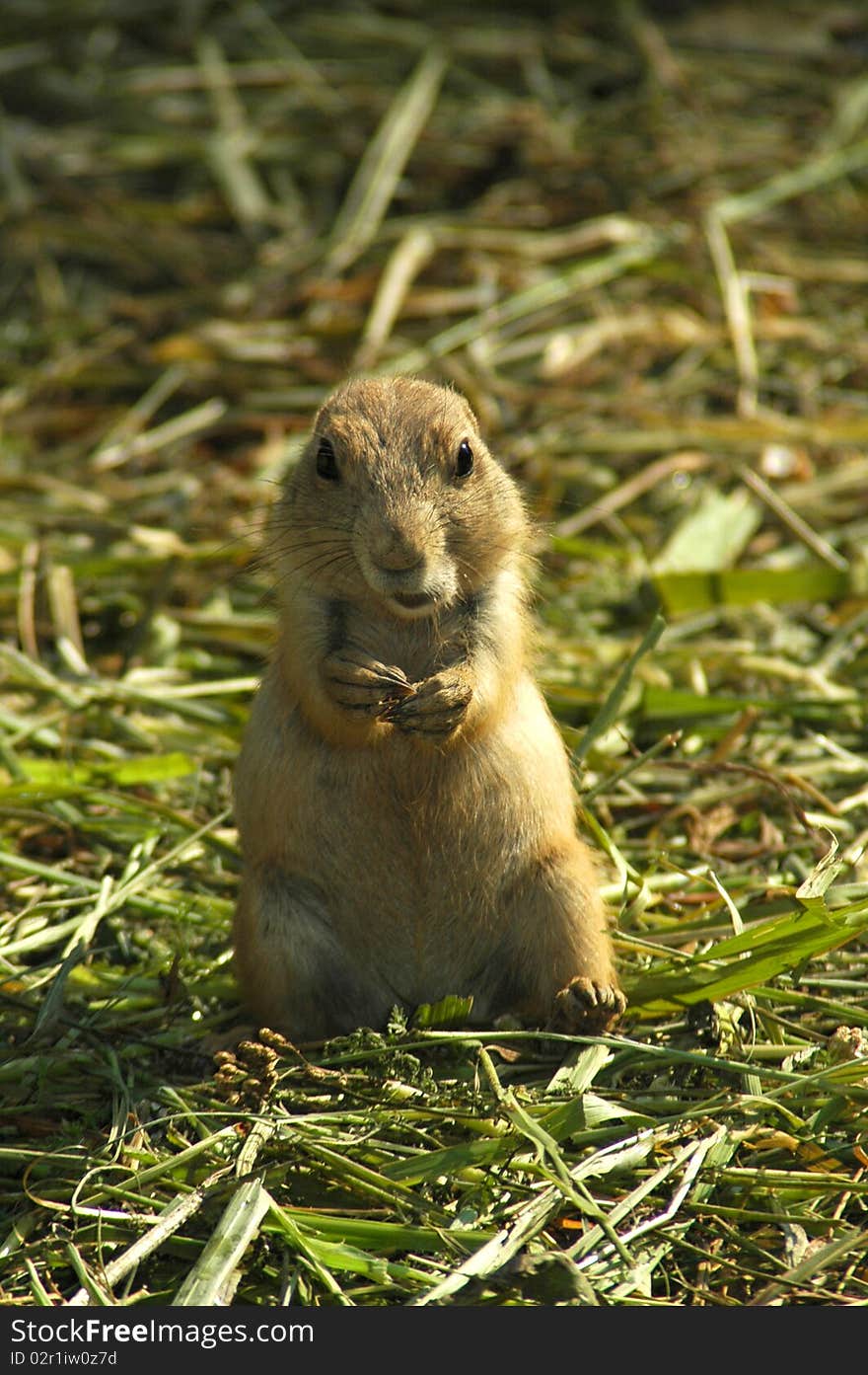 Black-tailed prairie dog (Cynomys ludovicianus)