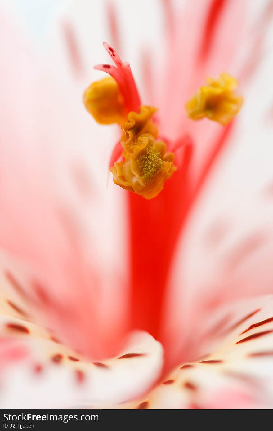 Macro beautiful flower to the background image with a blurred background