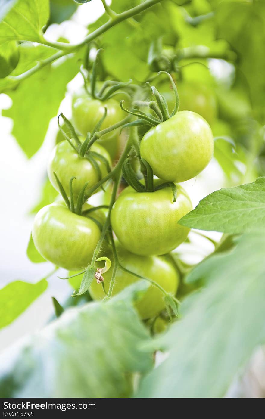 Close-up of crude tomatos  on a plant in greenhouse. Close-up of crude tomatos  on a plant in greenhouse