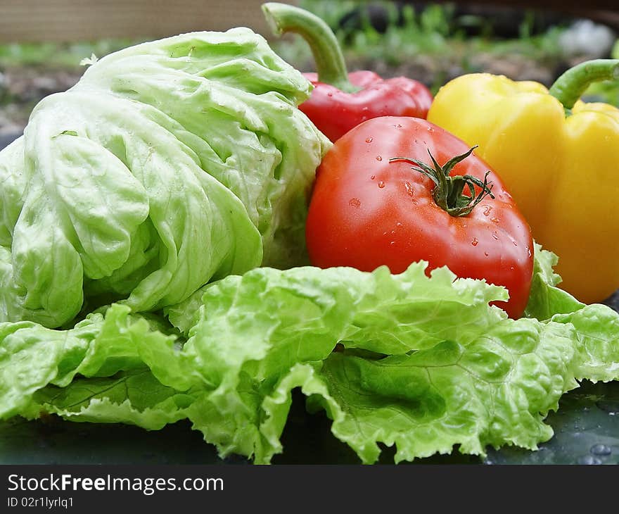 Fresh Vegetables:tomato,green salad