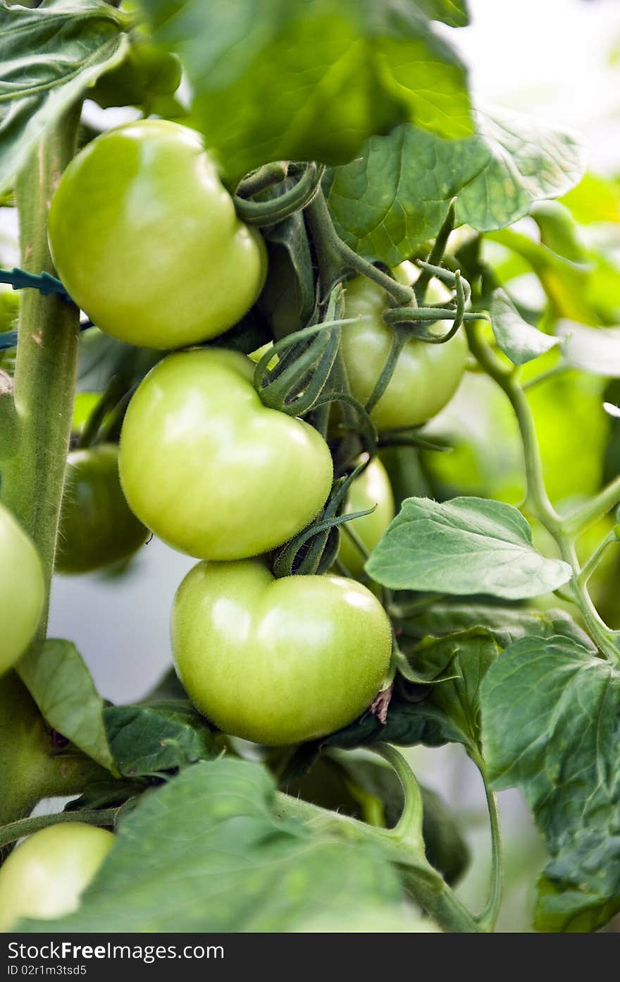 Close-up of crude tomatos  on a plant in greenhouse. Close-up of crude tomatos  on a plant in greenhouse