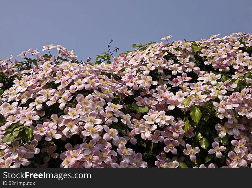 Clematis montana, wall flower in spring