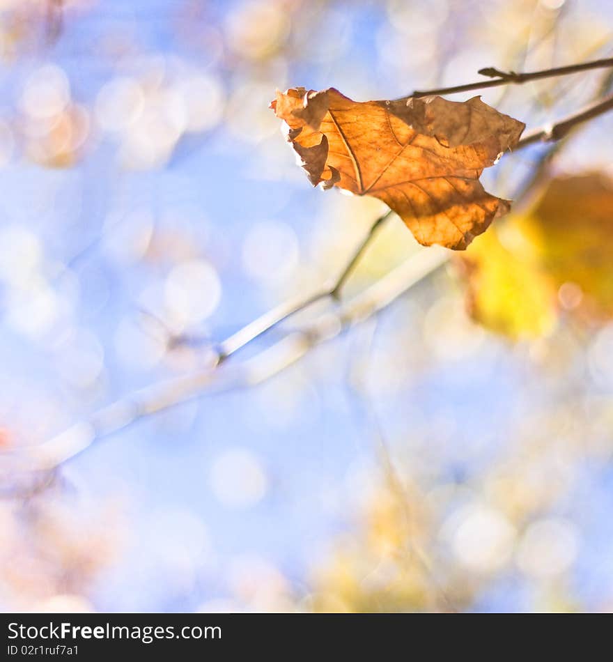 Autumn leaf on bokeh sky