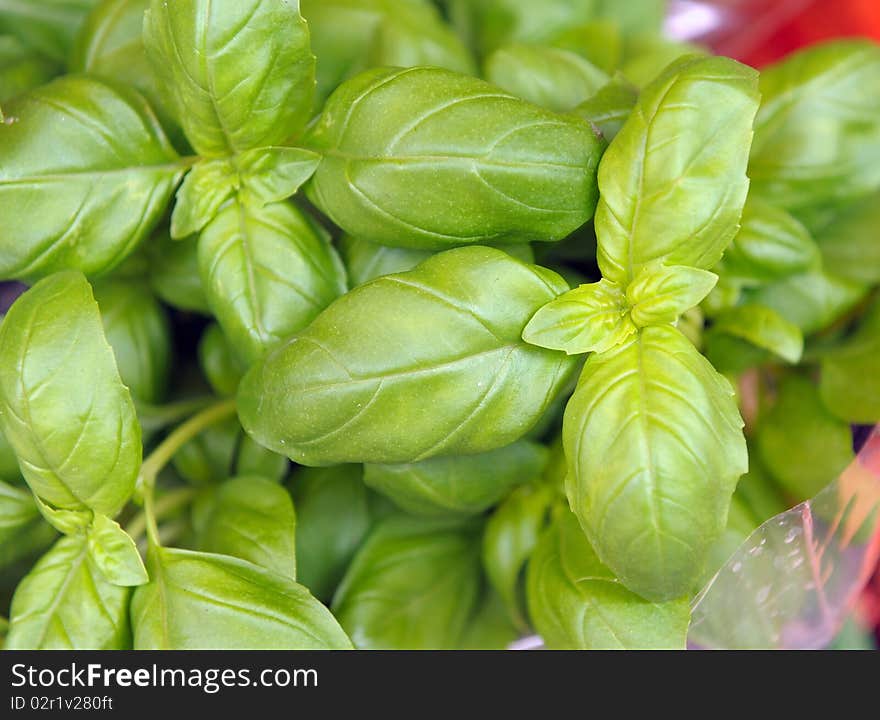 Basil on a market show-window