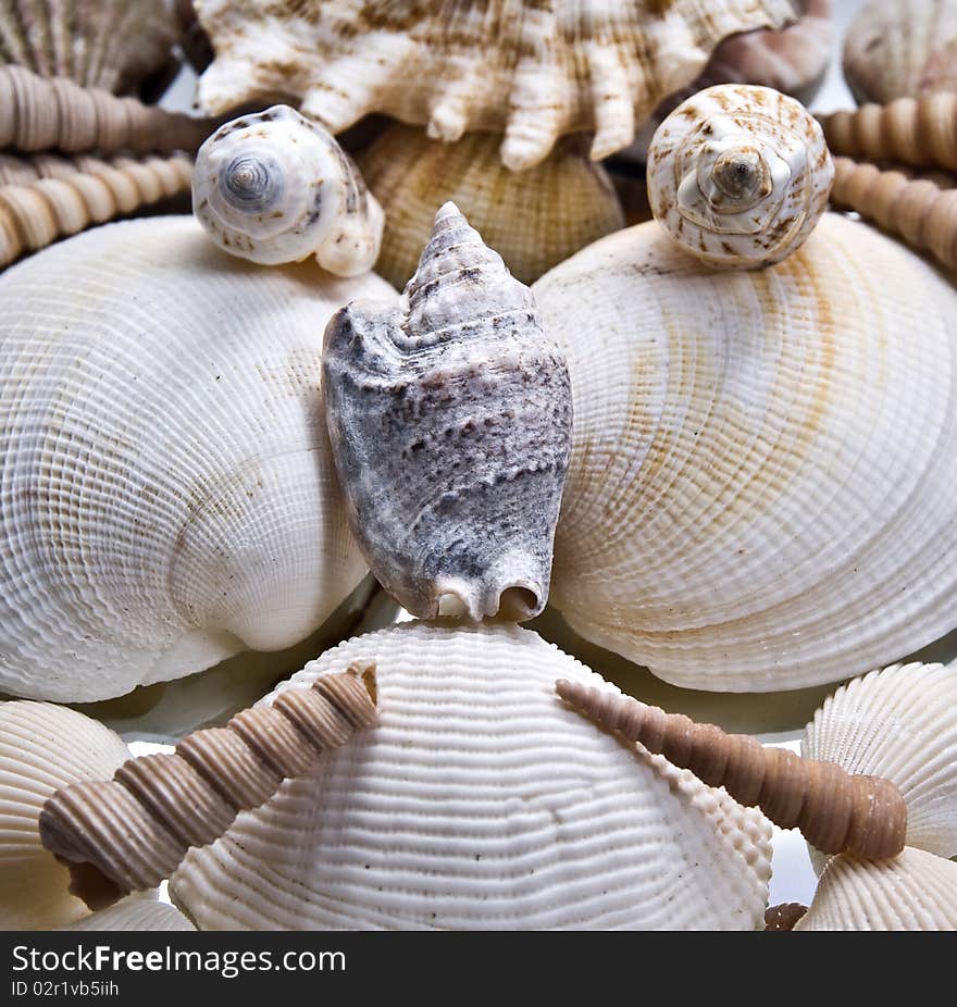 Shell