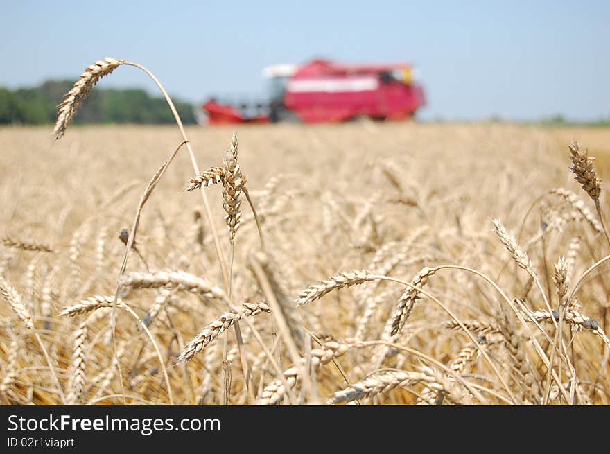 Wheat harvesting