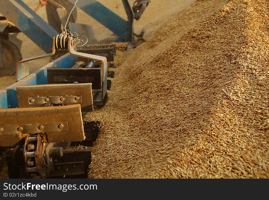 Uploading grain by bucket conveyer