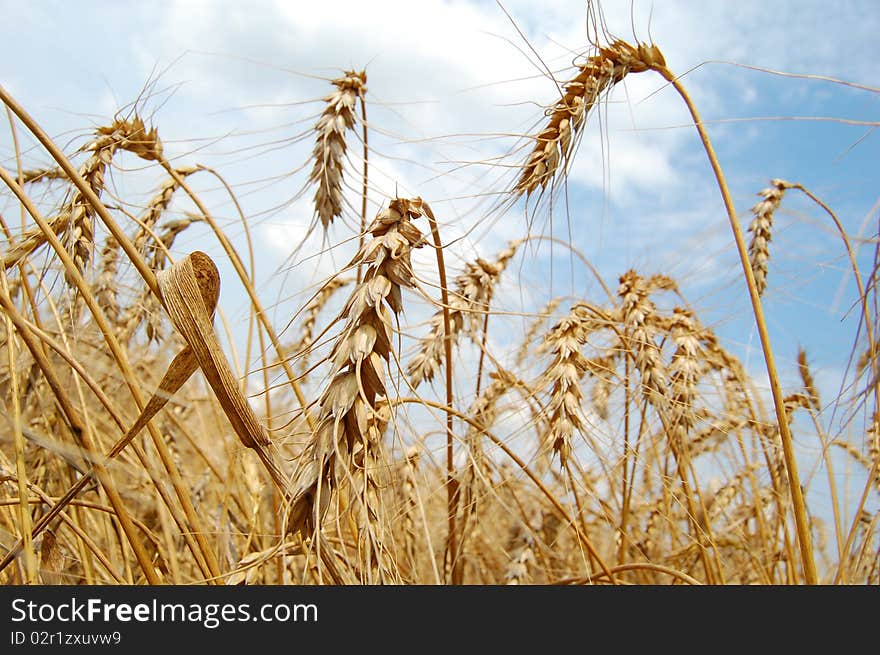 Spikes Of Wheat