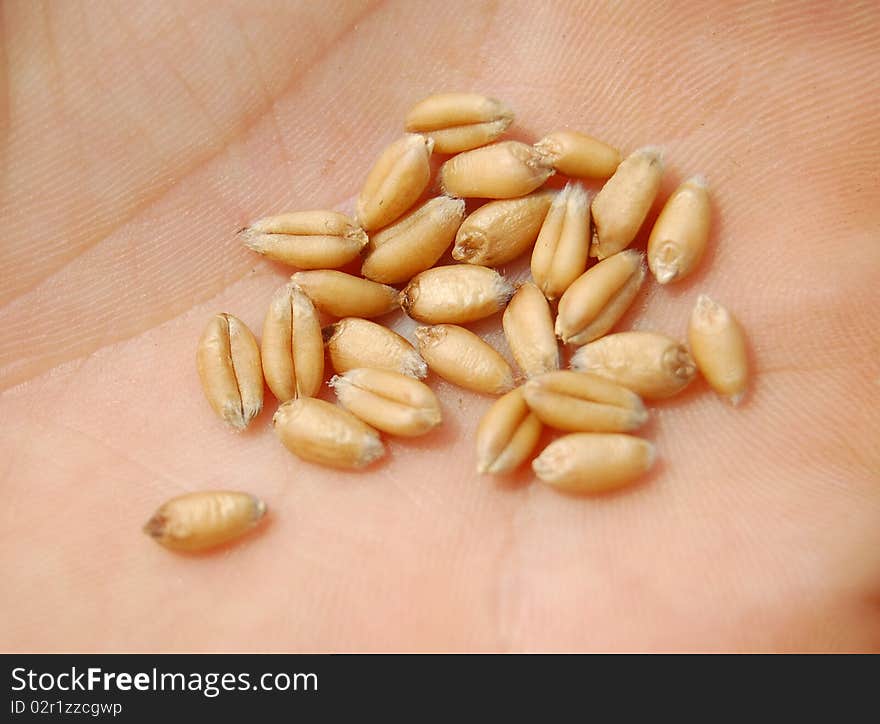 Seeds of wheat