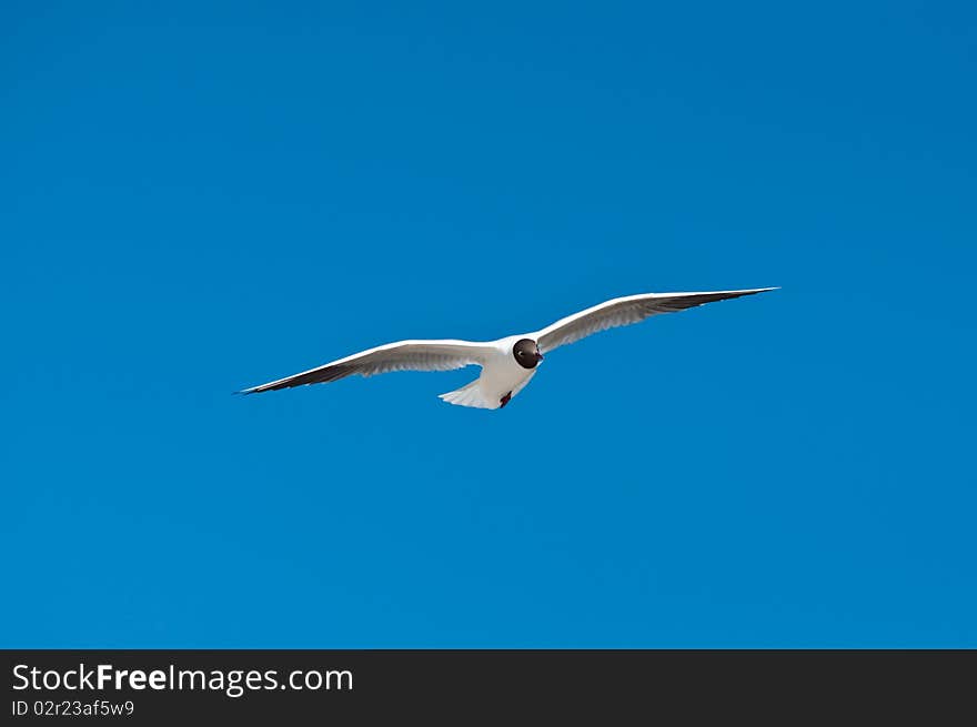 Seagull flying in air and blue sky