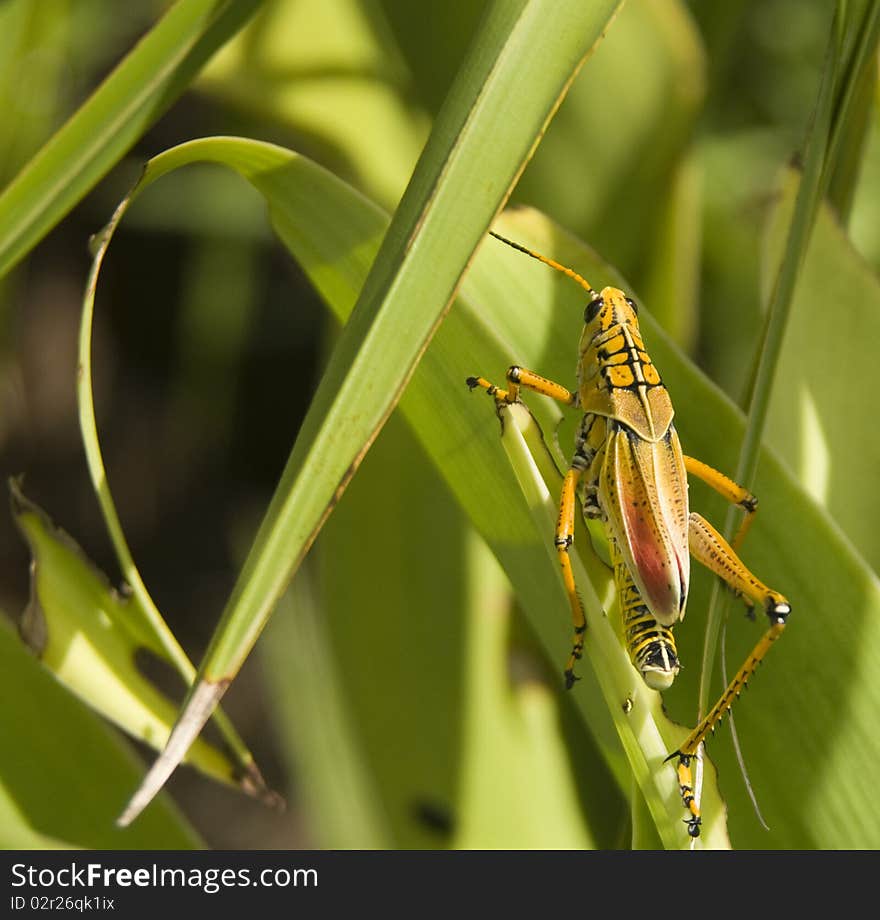 Locust takes a lunch break in the early morning sunlight. Locust takes a lunch break in the early morning sunlight