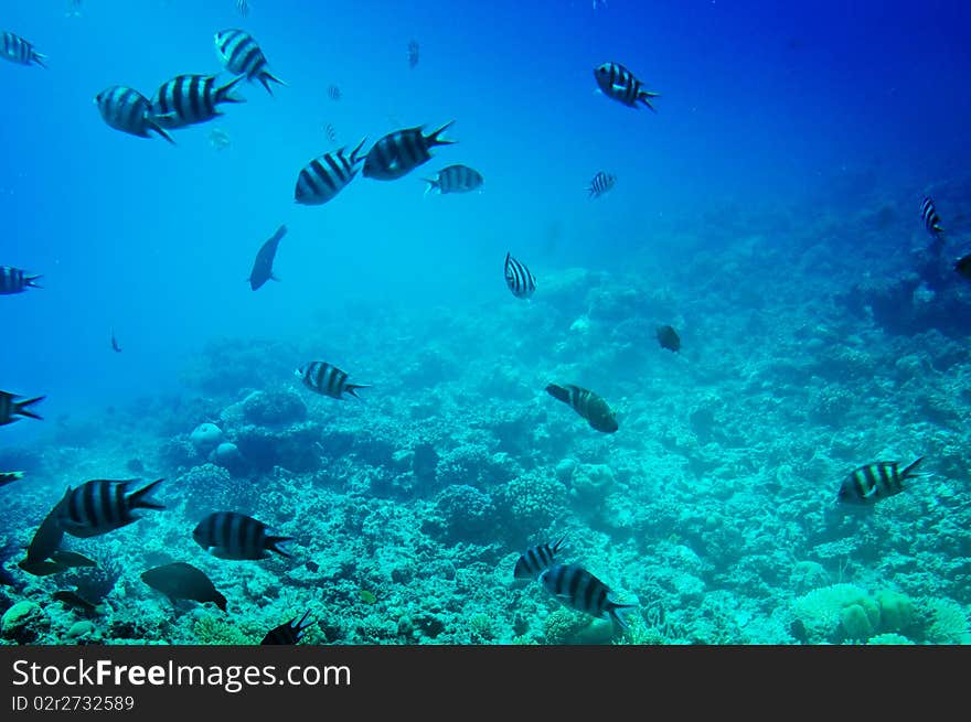 Underwater photo fish and reef of Red Sea. Underwater photo fish and reef of Red Sea.