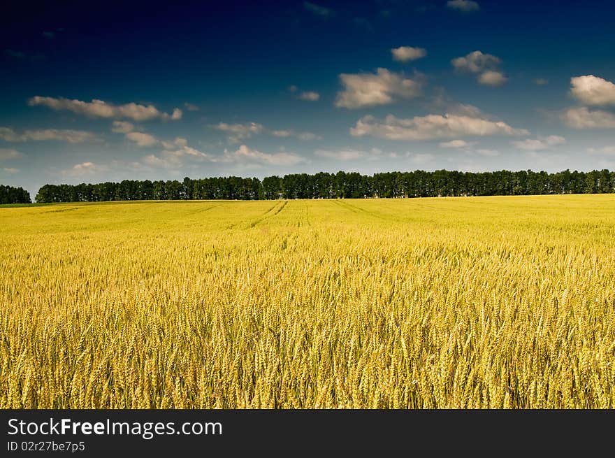 Summer landscape with cereals field.