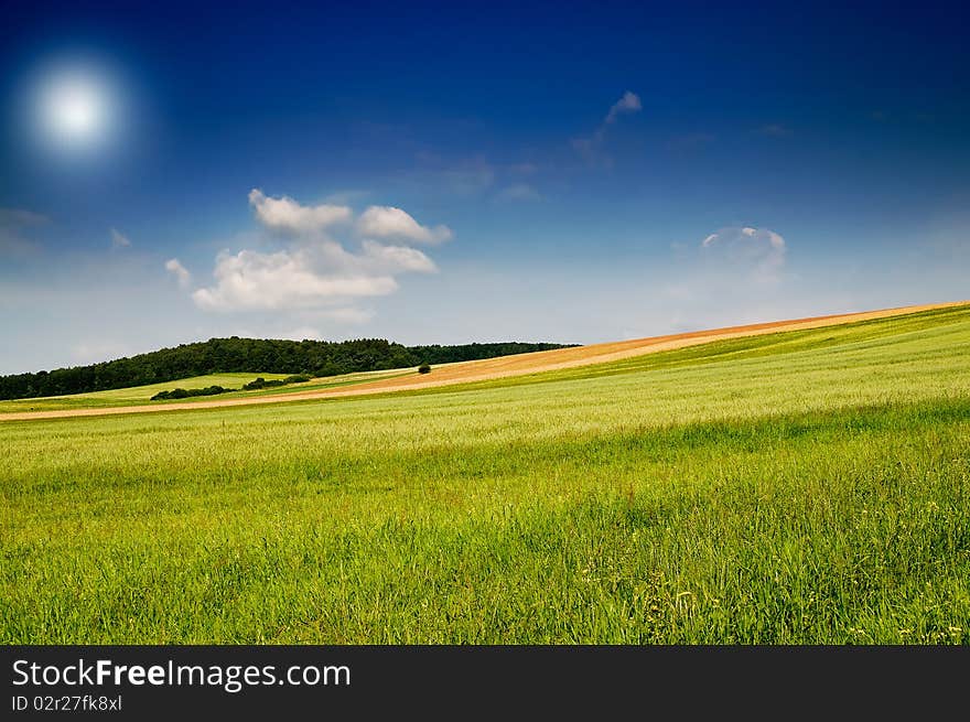 Fine summer landscape.