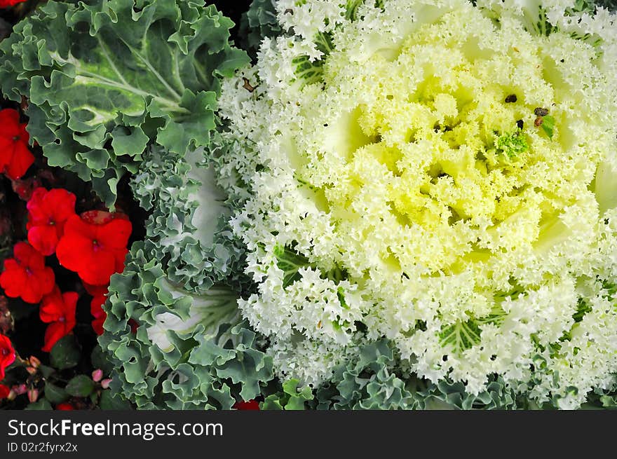 Yellow ornamental cabbage