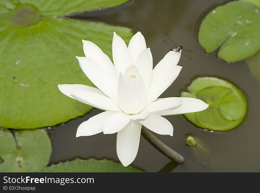 Lotus and Dragonfly in a pond