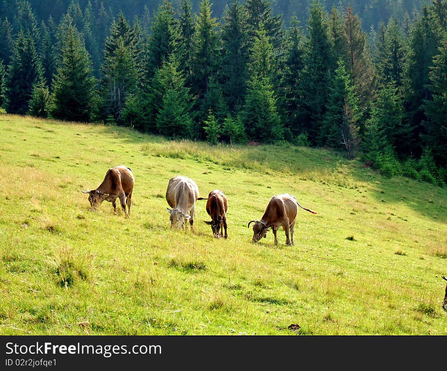 Cows grazing on a pasture in Carpathians, Ukraine