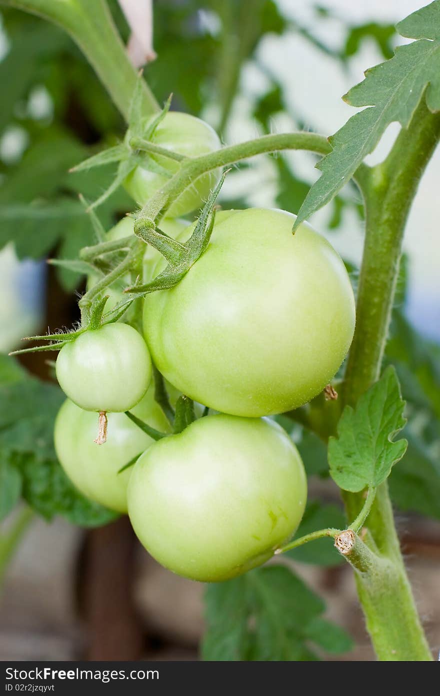 Green Tomatoes On A Branch