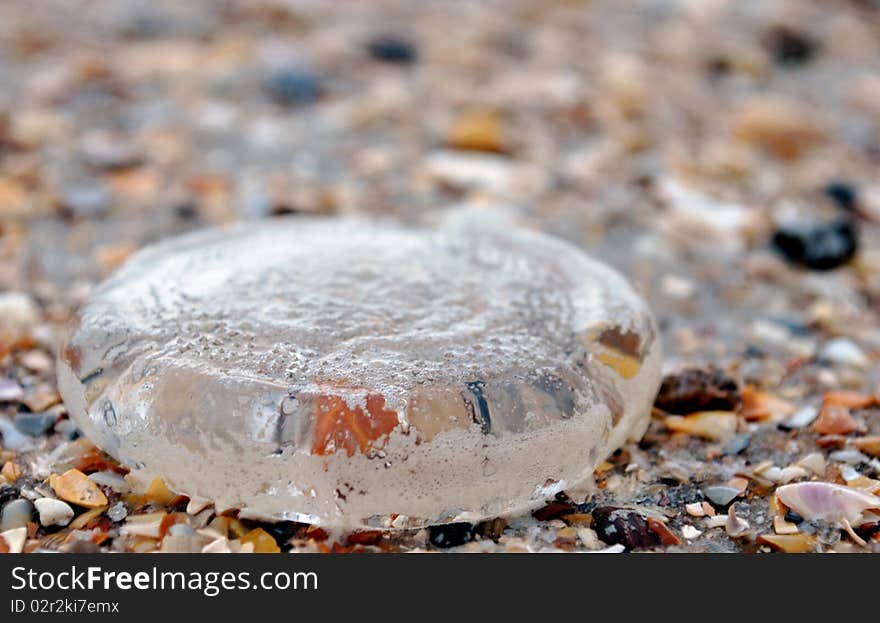 Jellyfish