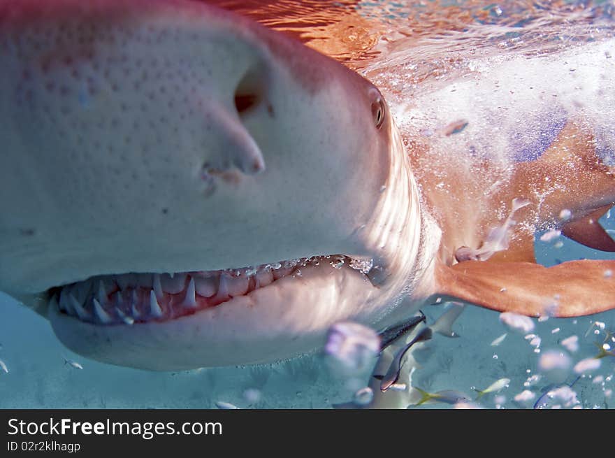 A lemon shark bumping the observer. A lemon shark bumping the observer