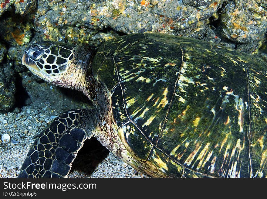 A green sea turtle hiding near a coral head