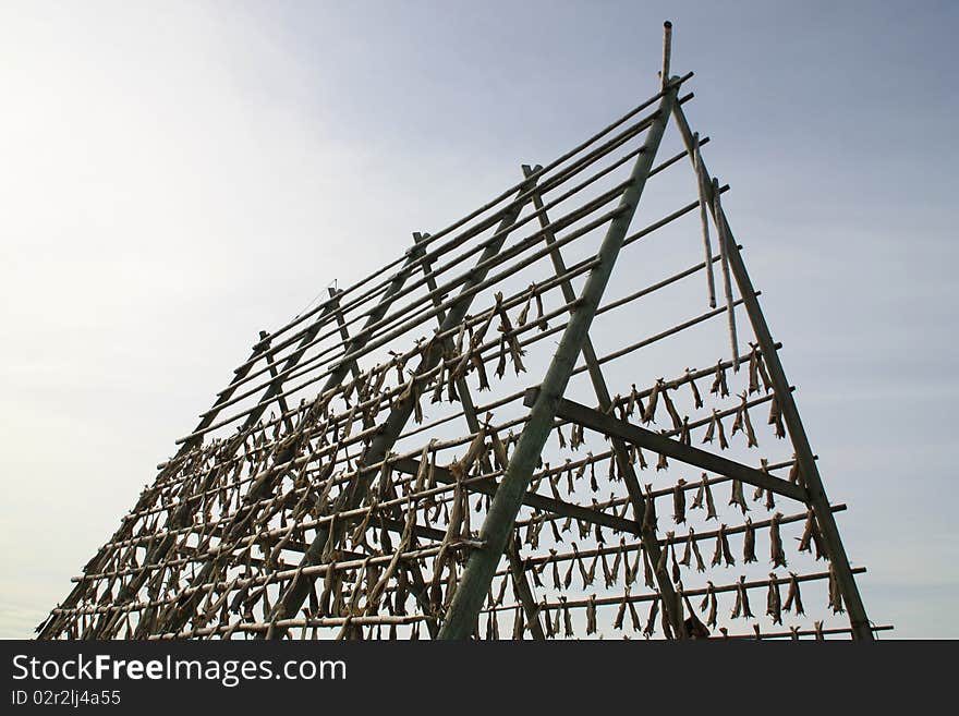 Traditional  Hennngsvaer in Lofoten's wooden  racks to hang the cod to get dry,. Traditional  Hennngsvaer in Lofoten's wooden  racks to hang the cod to get dry,