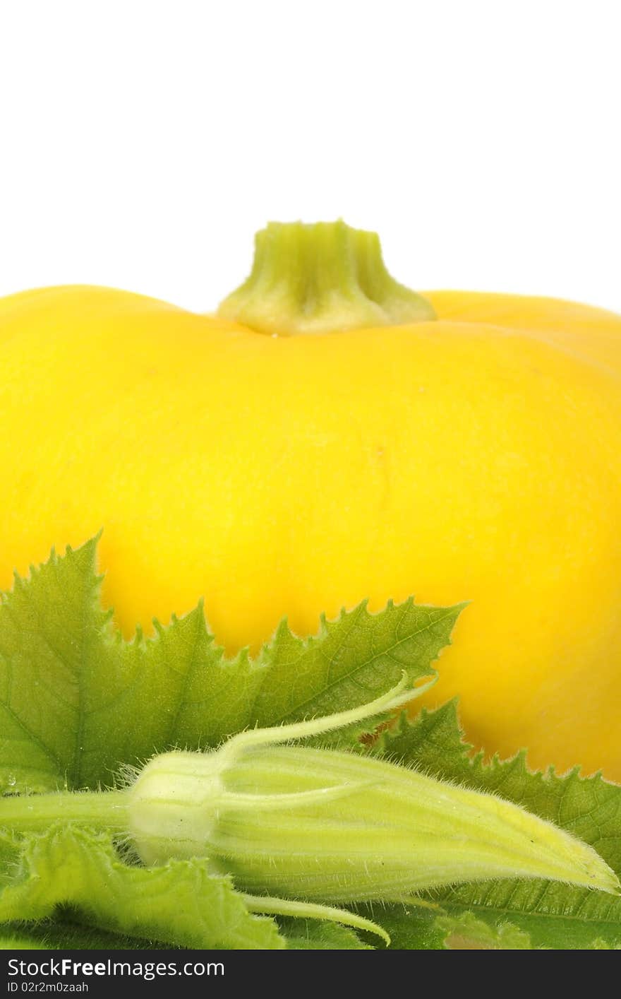 Scalloped Squash With Leaf And Bud