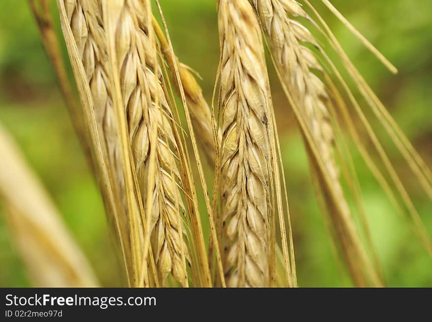 Ears of Barley