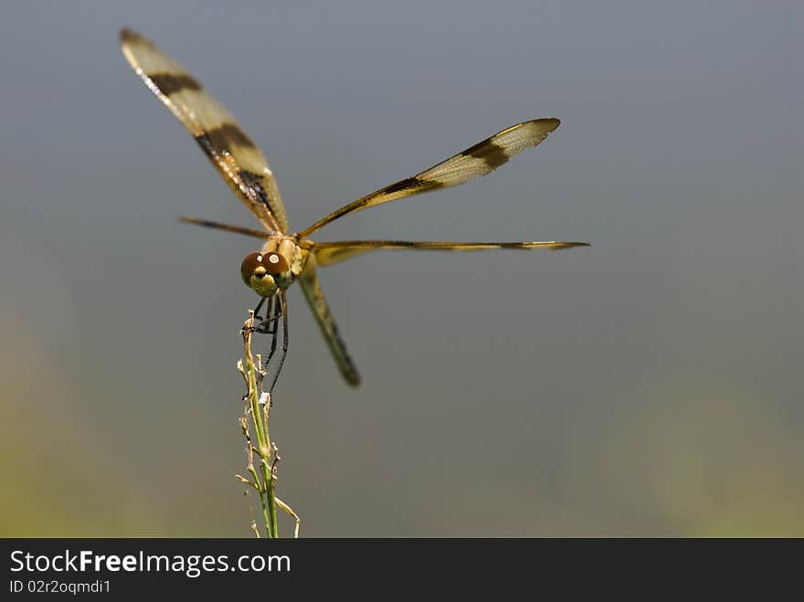 A Halloween penant dragonfly (Celithemis eponina) perches on a grass stalk at the edge of a marsh. A Halloween penant dragonfly (Celithemis eponina) perches on a grass stalk at the edge of a marsh.