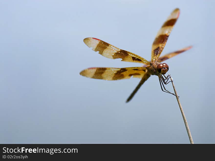 A Halloween penant dragonfly (Celithemis eponina) perches on a reed at the edge of a marsh. A Halloween penant dragonfly (Celithemis eponina) perches on a reed at the edge of a marsh.