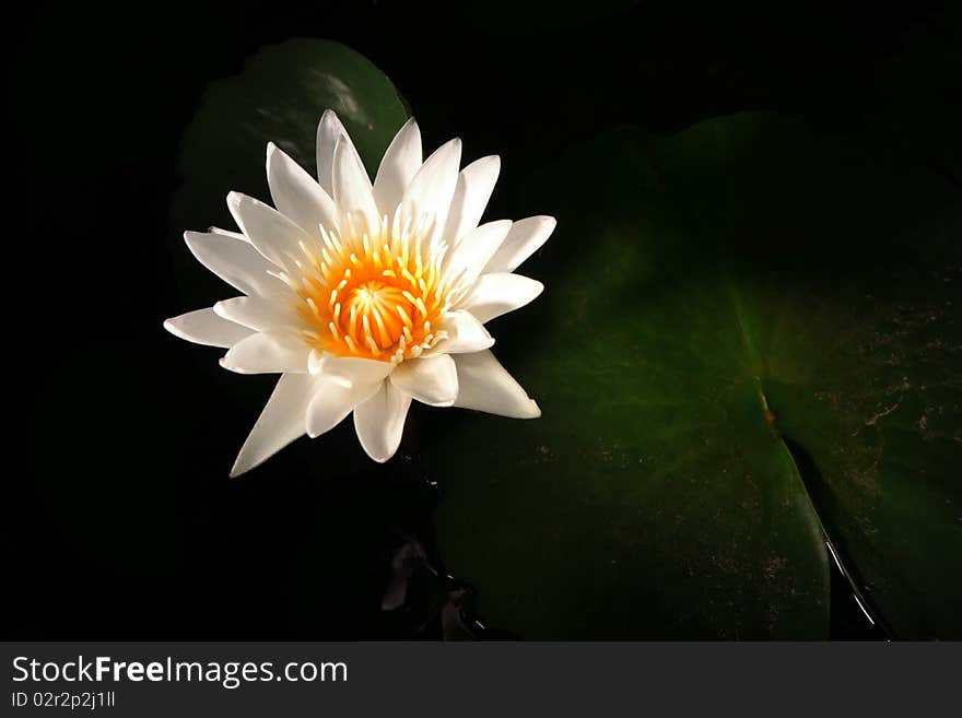 Grass Cereal Plant Lotus Macro close up. Grass Cereal Plant Lotus Macro close up