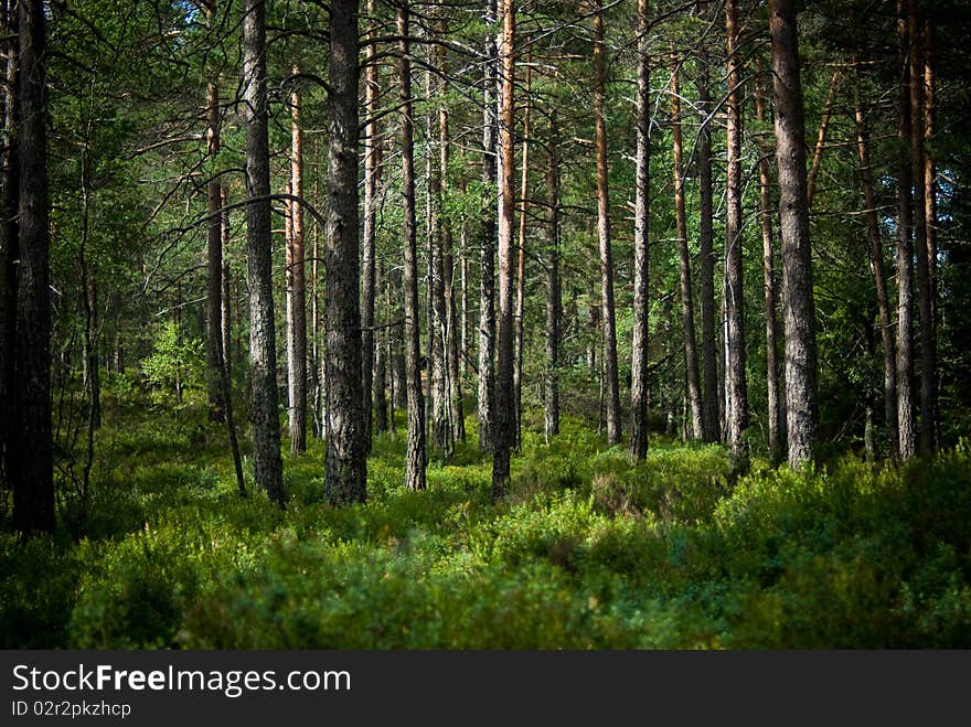 Summer in the pinetree forest