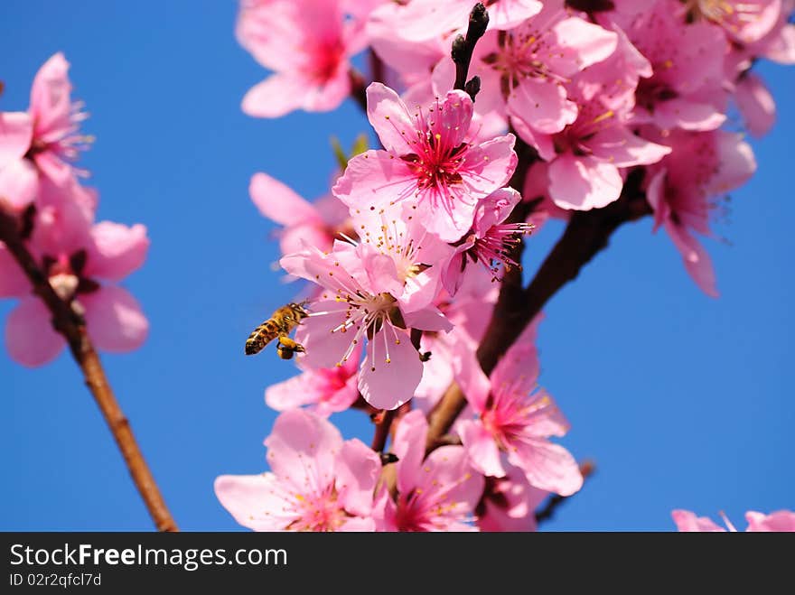 The bee pollinates an oriental cherry