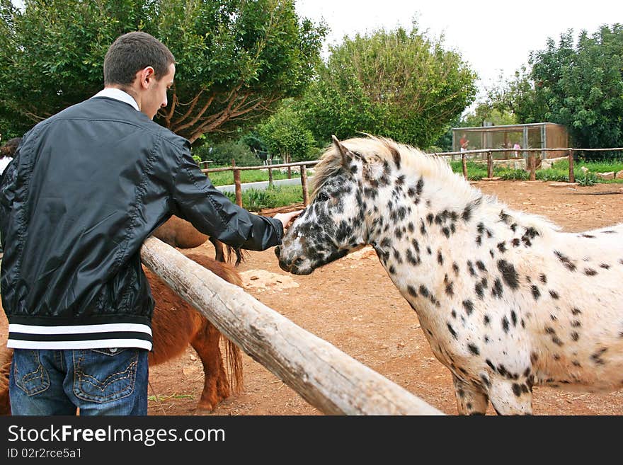 Boy and pony in Zoo. Boy and pony in Zoo.