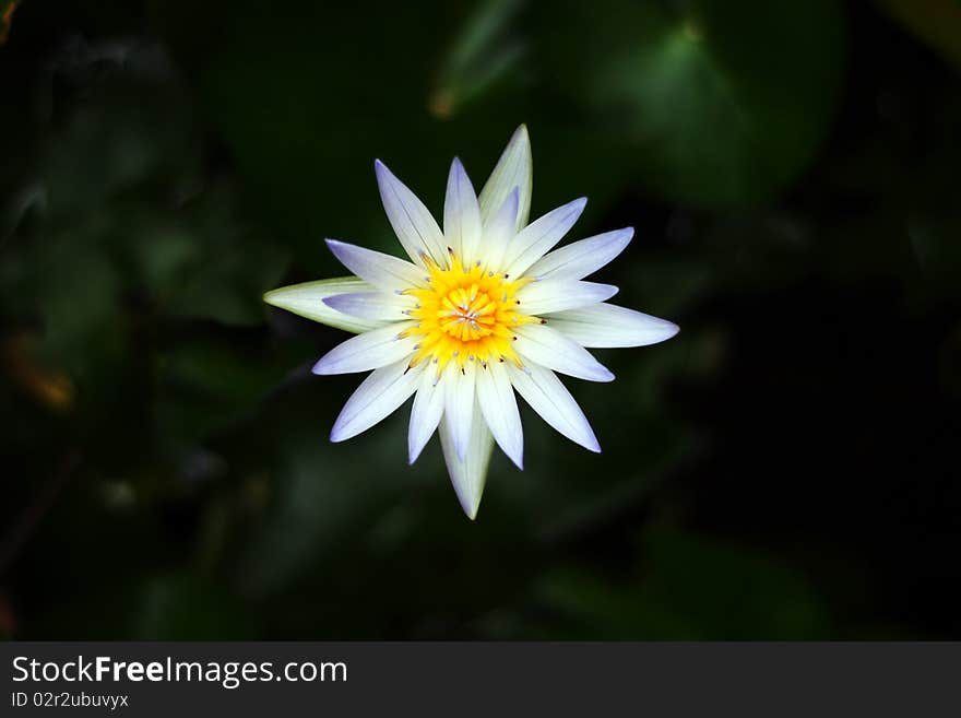 White Lotus on the black background