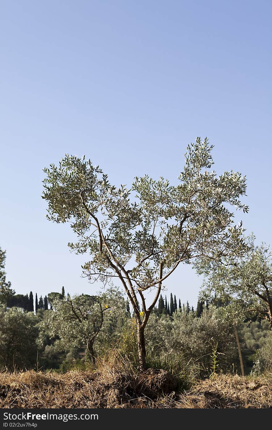 Olive Tree