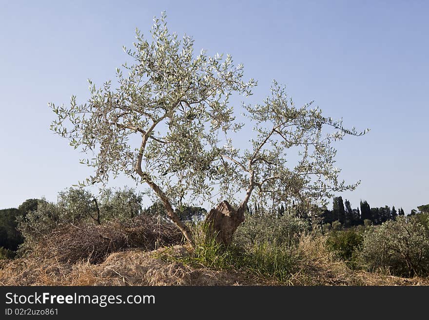 Olive tree