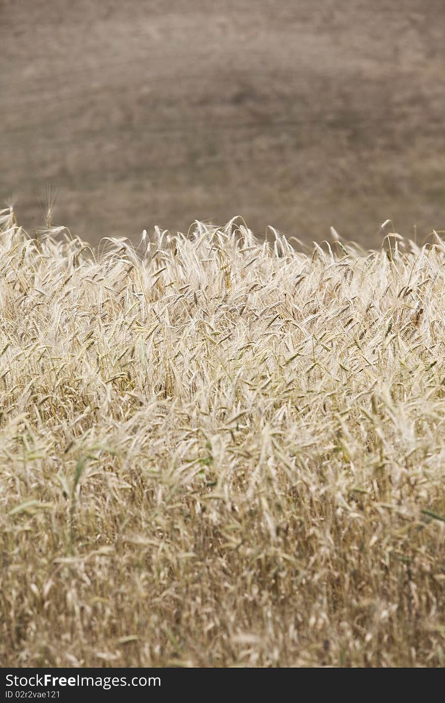 Blowing Wheat on a field