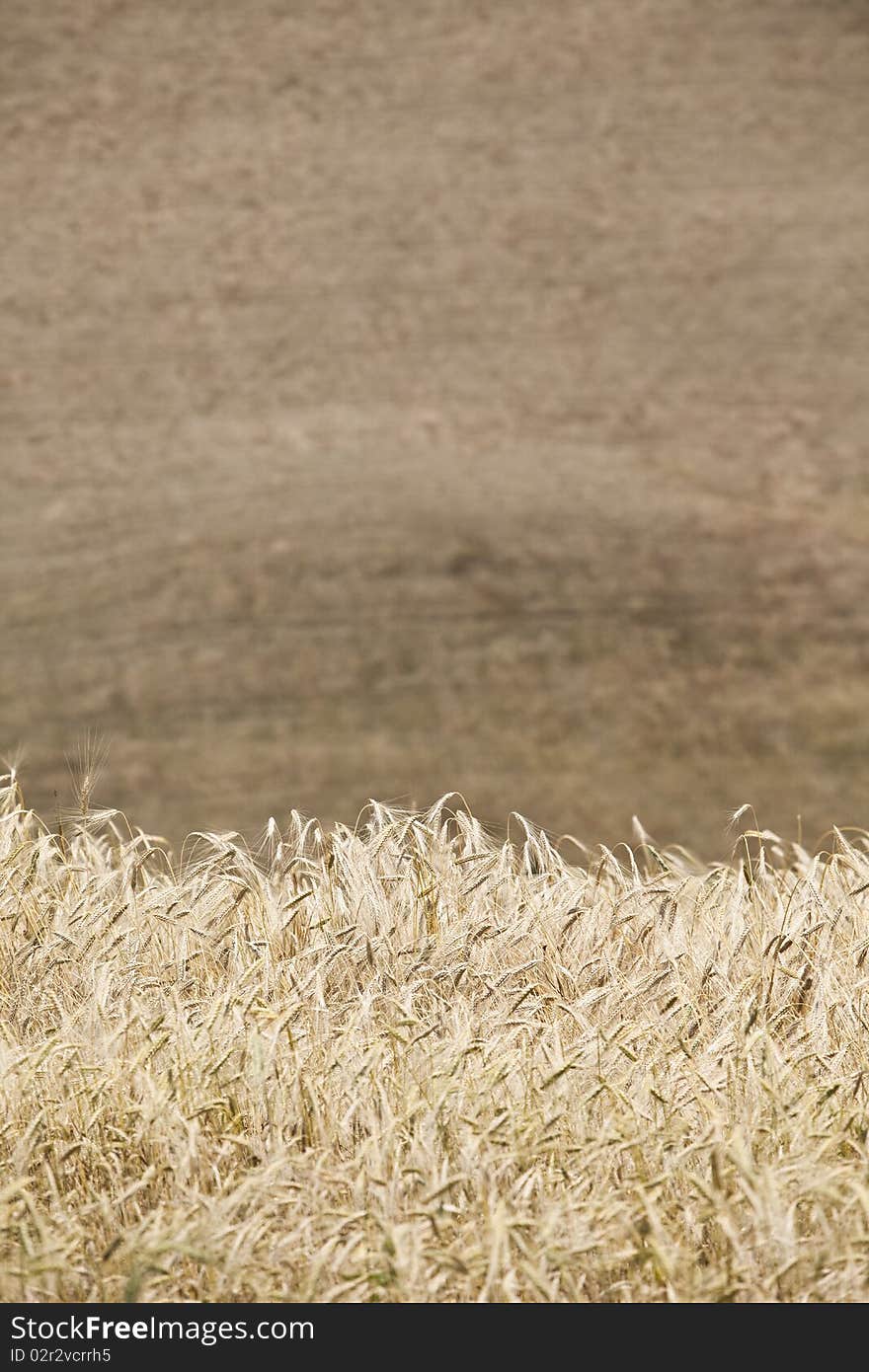 Blowing Wheat on a field