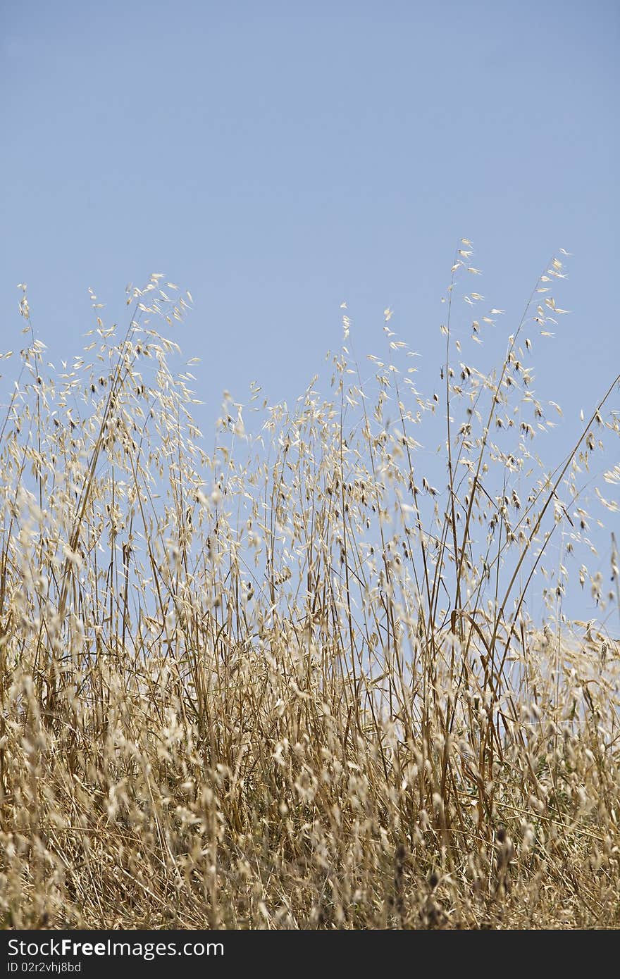 Wheat with short focal depth on a field