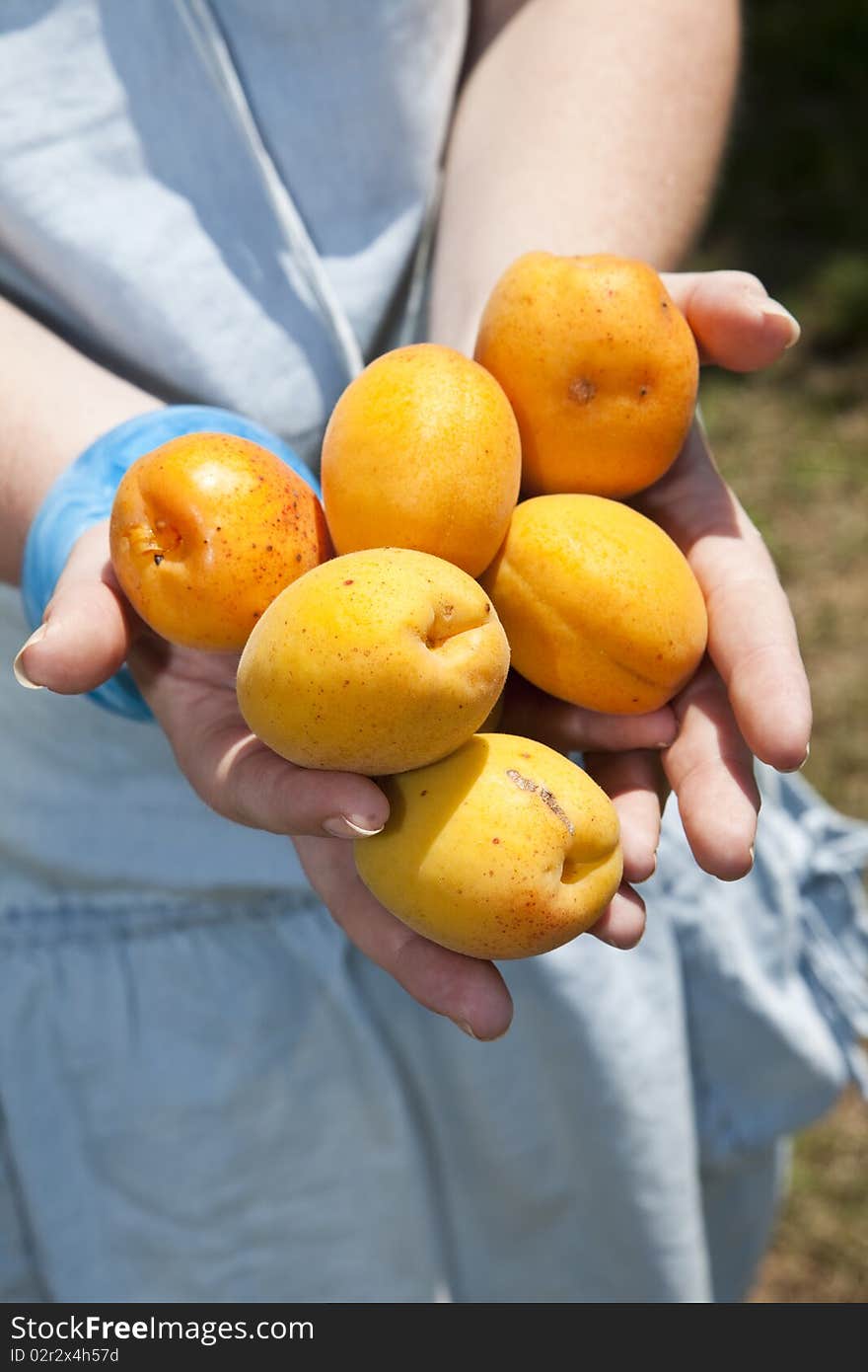 Female Hands full of Apricot