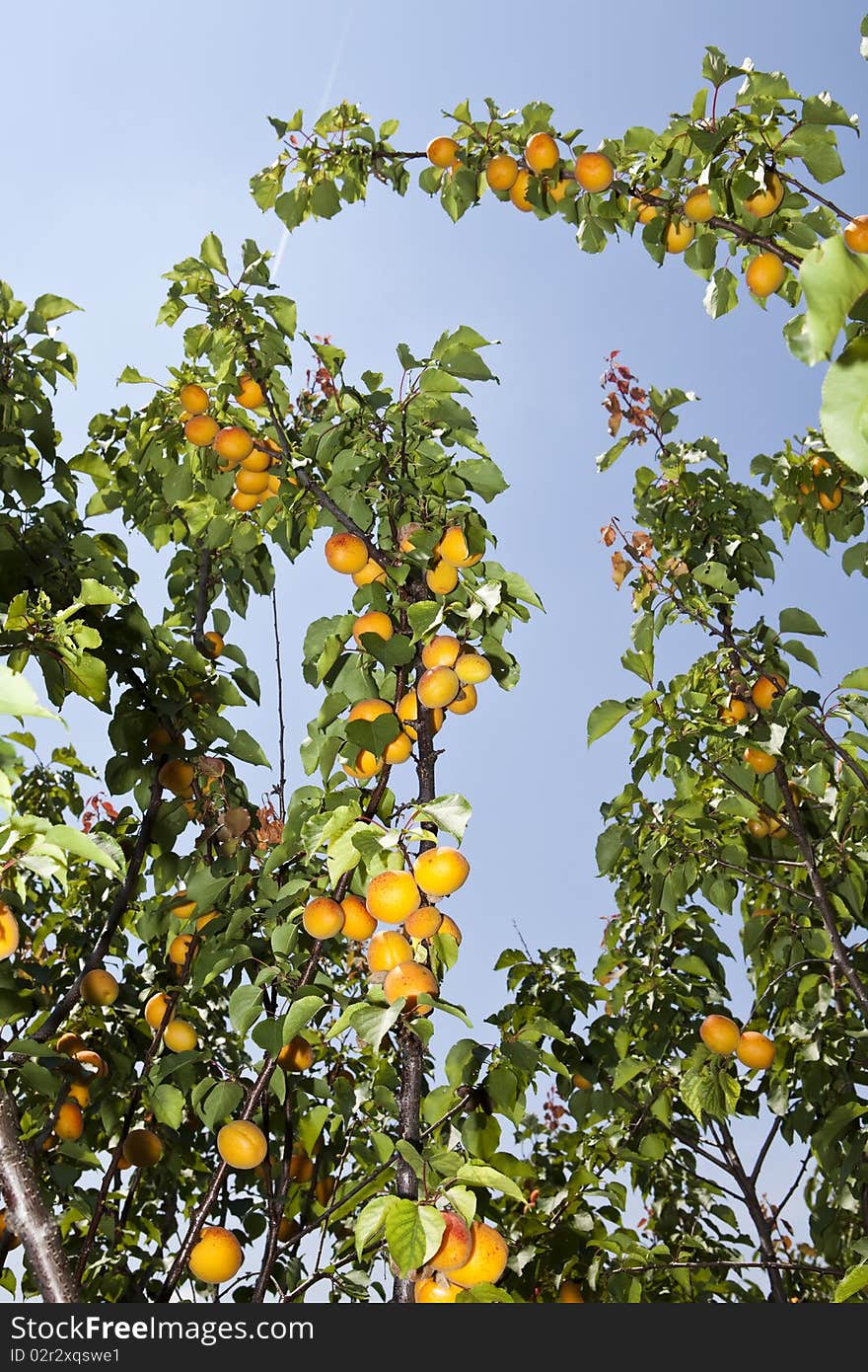 Apricots on a branch